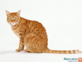 2 Молодых рыжих котика ищут дом! 3