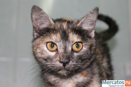 Британка Рэя ищет дом!