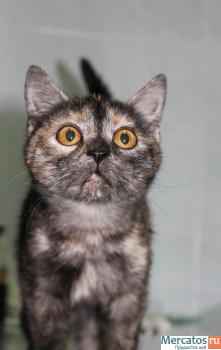 Британка Рэя ищет дом! 2