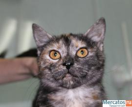 Британка Рэя ищет дом! 3