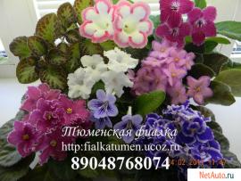 Сортовы фиалки, глокснии