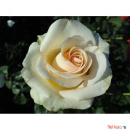 Саженцы роз