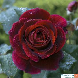 Саженцы роз 2