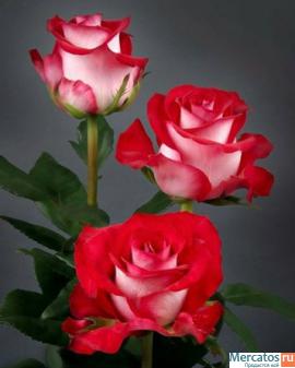 Саженцы роз 3