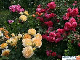 Саженцы роз 4