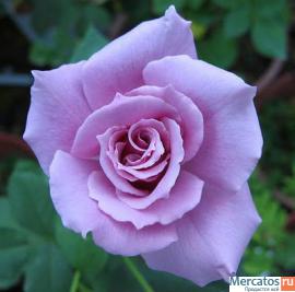 Саженцы роз 5