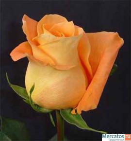 Саженцы роз 6