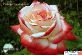 Саженцы роз 7