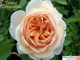 Саженцы роз 8