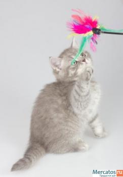 Британские короткошерстные котята 2