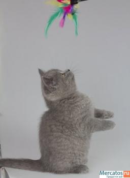 Британские короткошерстные котята 3