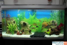 Аквариумы и комплектующие. Дизайн и сервисное обслуживание.