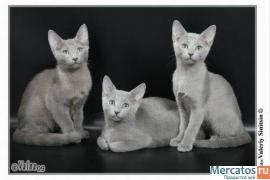 Русские голубые котята