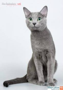 Русские голубые котята 2