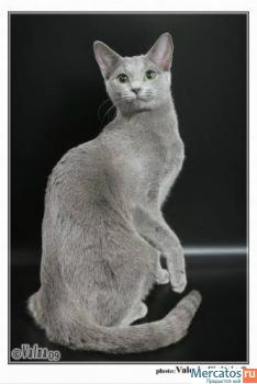 Русские голубые котята 3