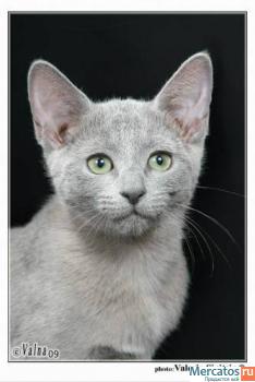 Русские голубые котята 4