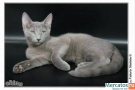 Русские голубые котята 5