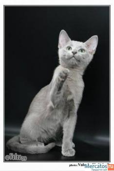 Русские голубые котята 6