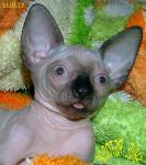 Котята - канадские сфинксы