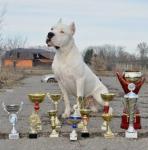 Аргентинский дог - высокопородные щенки