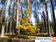 Домик в лесу на окраине г.Домодедово, 8 сот 14 км от МКАД