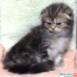 Яркие шотландские вислоухие кошечки редких окрасов 4