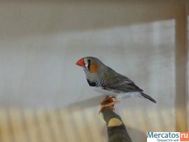 Зебровая амадина 5