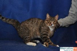 нежный котик-подросток Марсель