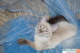 Котята в добрые руки 3
