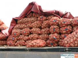 Картофель оптом напрямую с фермерского хозяйства
