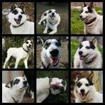 Собака даром,в добрые руки!