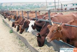 Коровы, телята оптом и в розницу