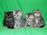 Шотландские котята ArtsFamily помёт П продажа