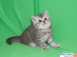 Шотландские котята ArtsFamily помёт П продажа 2