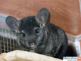 продается самец шиншиллы средний эбони 15.03.2013 г.