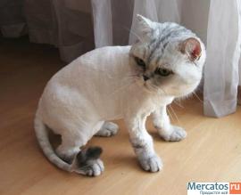 Стрижка собак и кошек на дому 4