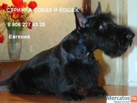 Стрижка собак и кошек на дому 5