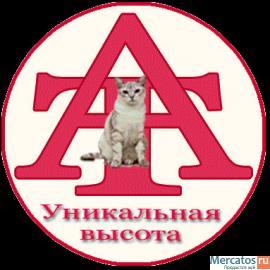 Валка деревьев,фрезерование пней! 5