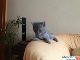 Продам: КОТИК СКОТТИШ-СТРАЙТ