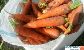 Морковь Краснодарская оптом от фермера