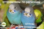 волнистые попугаи оптом
