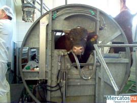 Мини бойня КРС 5