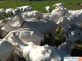 Продаются нубийские и зааненские козлики (мачос). 3