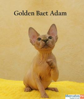 Котята породы канадский сфинкс из питомника Golden Baet 6