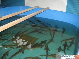 Витрины - аквариумы. Мидии, устрицы, раки, рыба.