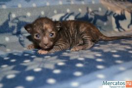 Очаровательные котята Корниш рекса роскошных окрасов 7