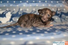 Очаровательные котята Корниш рекса роскошных окрасов 10