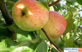 яблоки оптом от производителя