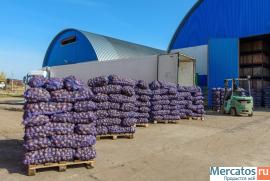 Фермерское хозяйство в Краснодарском крае реализует картофель оп