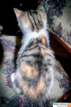 Котята в добрые руки 7